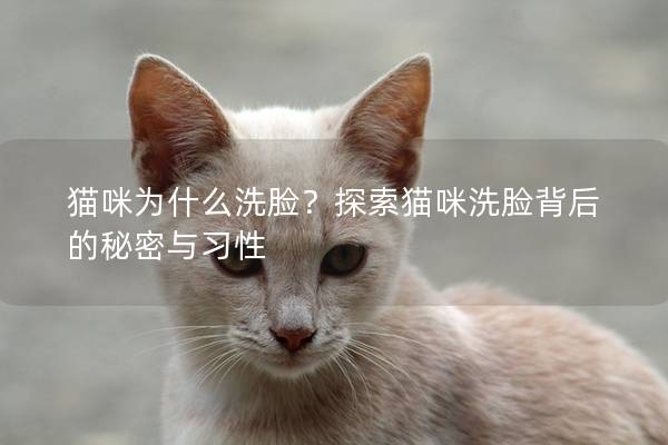 猫咪为什么洗脸？探索猫咪洗脸背后的秘密与习性