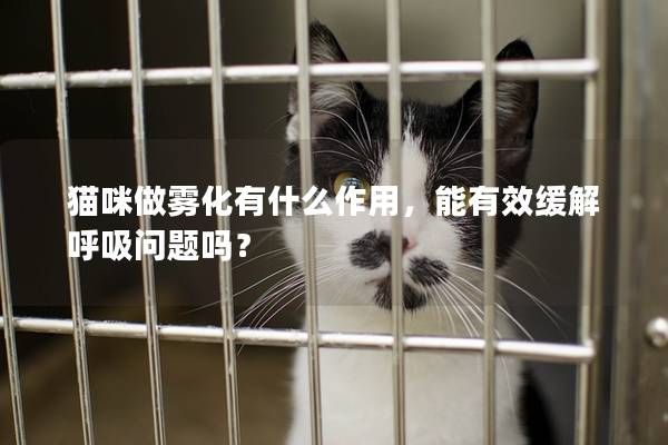 猫咪做雾化有什么作用，能有效缓解呼吸问题吗？