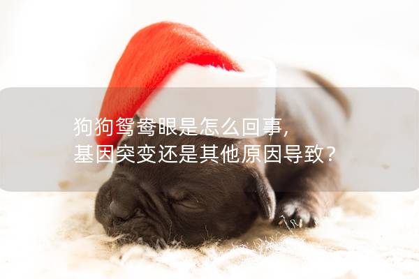 狗狗鸳鸯眼是怎么回事, 基因突变还是其他原因导致？