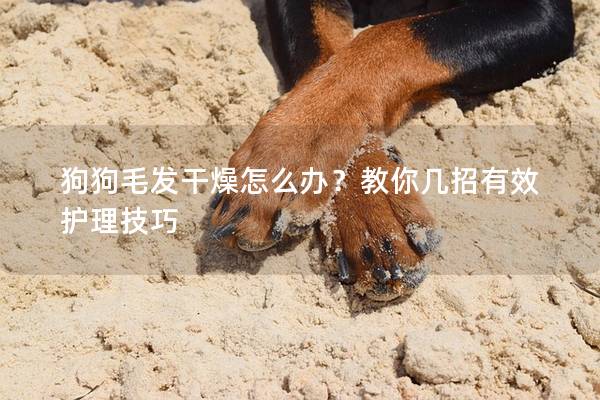狗狗毛发干燥怎么办？教你几招有效护理技巧