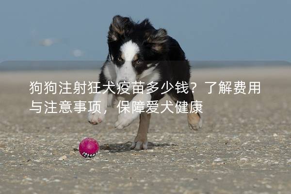 狗狗注射狂犬疫苗多少钱？了解费用与注意事项，保障爱犬健康