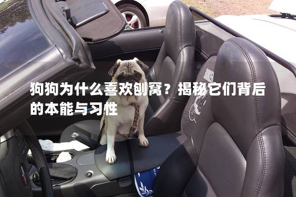 狗狗为什么喜欢刨窝？揭秘它们背后的本能与习性