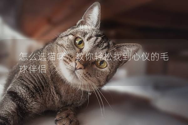 怎么选猫咪，教你轻松找到心仪的毛球伴侣