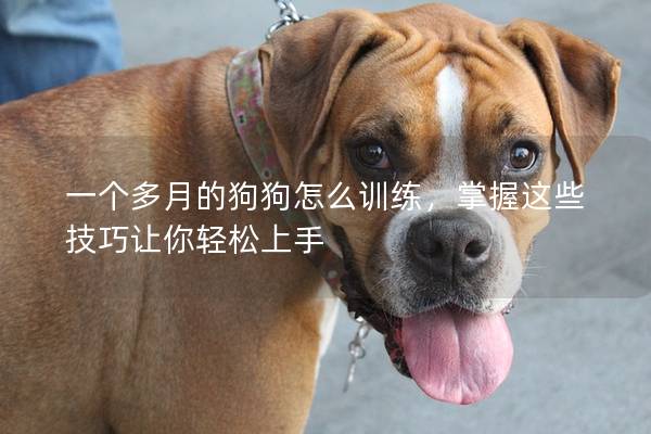 一个多月的狗狗怎么训练，掌握这些技巧让你轻松上手