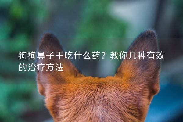 狗狗鼻子干吃什么药？教你几种有效的治疗方法