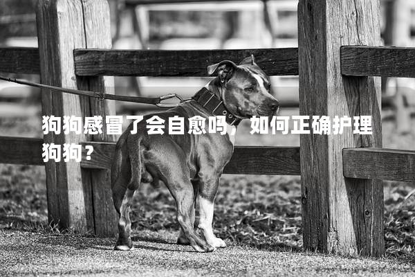 狗狗感冒了会自愈吗，如何正确护理狗狗？
