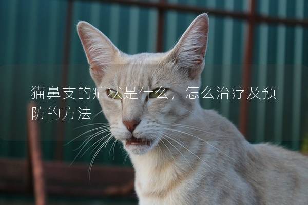 猫鼻支的症状是什么，怎么治疗及预防的方法