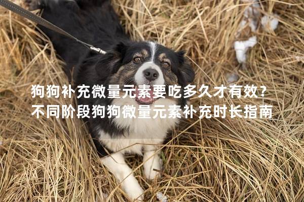 狗狗补充微量元素要吃多久才有效？不同阶段狗狗微量元素补充时长指南