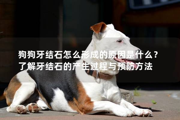 狗狗牙结石怎么形成的原因是什么？了解牙结石的产生过程与预防方法