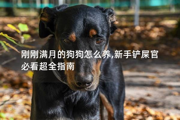 刚刚满月的狗狗怎么养,新手铲屎官必看超全指南