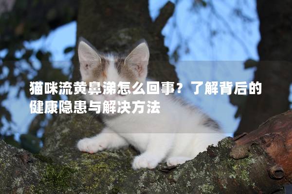 猫咪流黄鼻涕怎么回事？了解背后的健康隐患与解决方法