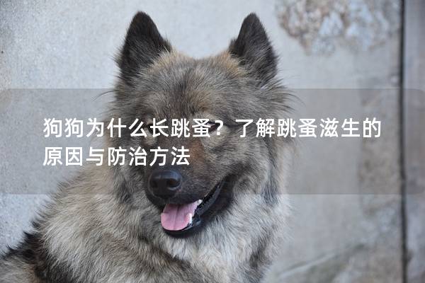 狗狗为什么长跳蚤？了解跳蚤滋生的原因与防治方法