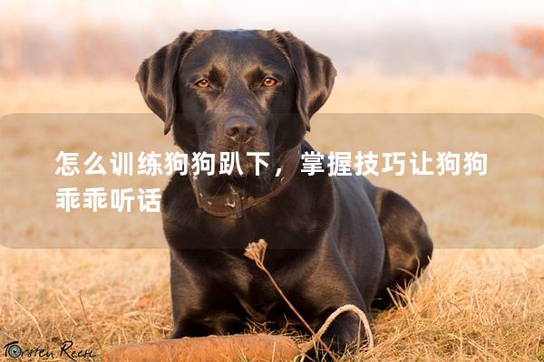 怎么训练狗狗趴下，掌握技巧让狗狗乖乖听话