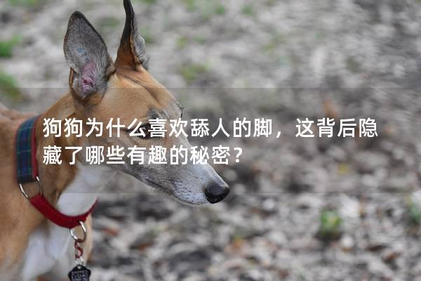 狗狗为什么喜欢舔人的脚，这背后隐藏了哪些有趣的秘密？
