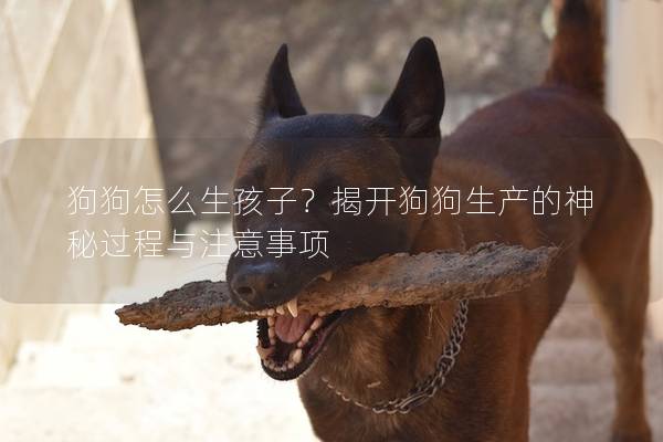 狗狗怎么生孩子？揭开狗狗生产的神秘过程与注意事项