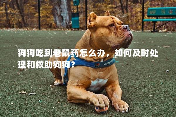 狗狗吃到老鼠药怎么办，如何及时处理和救助狗狗？