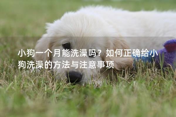 小狗一个月能洗澡吗？如何正确给小狗洗澡的方法与注意事项