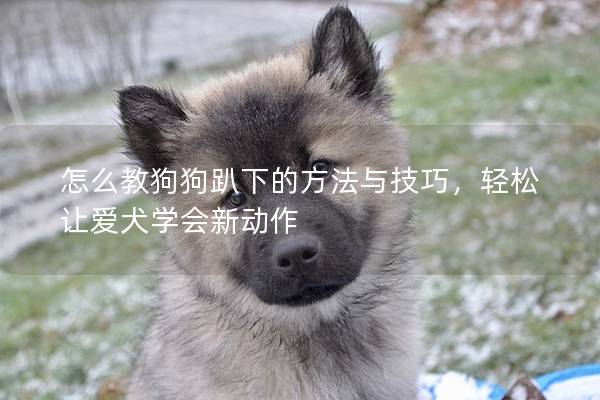怎么教狗狗趴下的方法与技巧，轻松让爱犬学会新动作