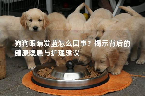 狗狗眼睛发蓝怎么回事？揭示背后的健康隐患与护理建议