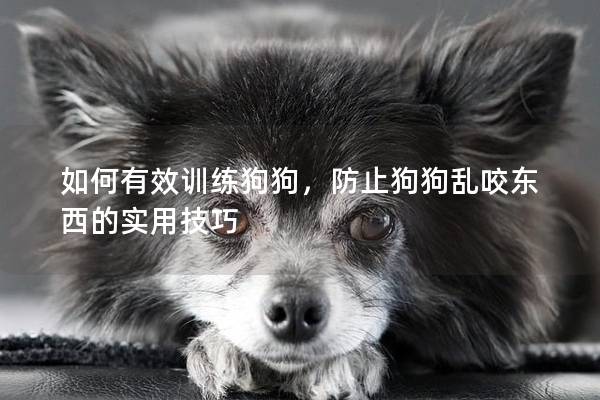 如何有效训练狗狗，防止狗狗乱咬东西的实用技巧