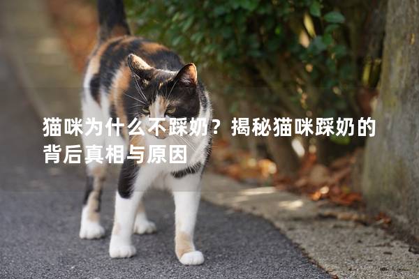 猫咪为什么不踩奶？揭秘猫咪踩奶的背后真相与原因