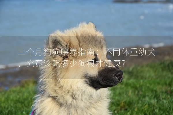 三个月狗狗喂养指南：不同体重幼犬，究竟该吃多少狗粮才健康？