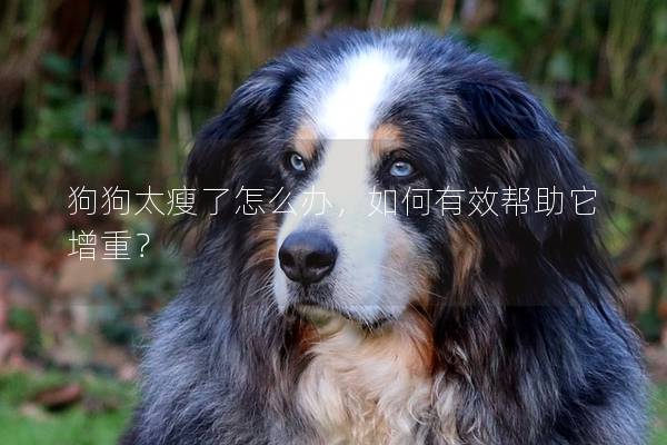 狗狗太瘦了怎么办，如何有效帮助它增重？