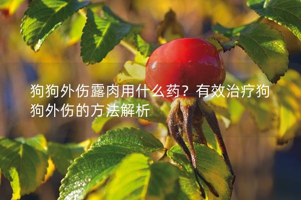 狗狗外伤露肉用什么药？有效治疗狗狗外伤的方法解析