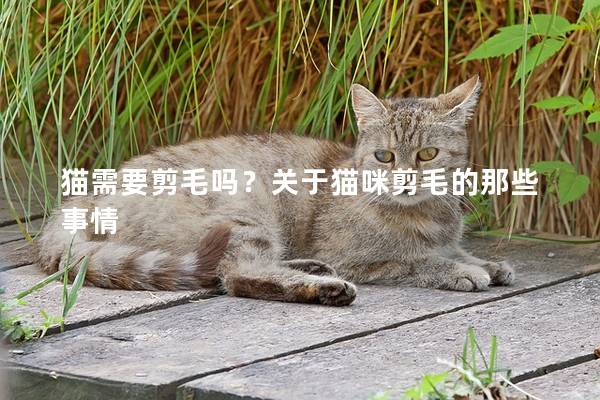 猫需要剪毛吗？关于猫咪剪毛的那些事情