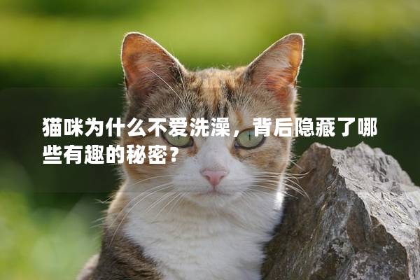猫咪为什么不爱洗澡，背后隐藏了哪些有趣的秘密？