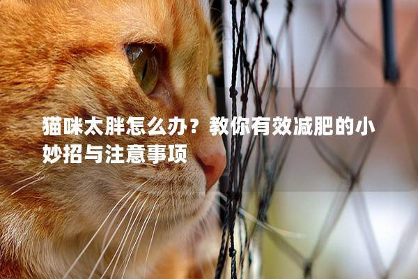 猫咪太胖怎么办？教你有效减肥的小妙招与注意事项