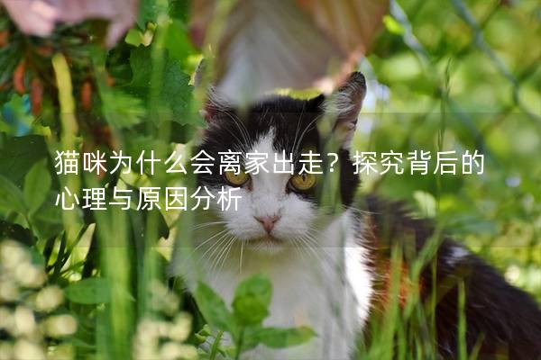 猫咪为什么会离家出走？探究背后的心理与原因分析