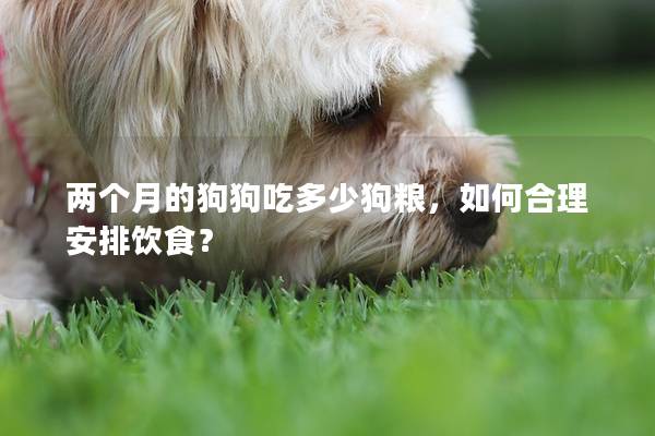 两个月的狗狗吃多少狗粮，如何合理安排饮食？