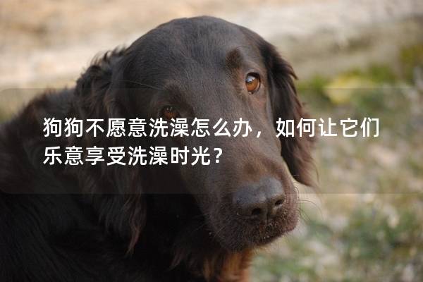 狗狗不愿意洗澡怎么办，如何让它们乐意享受洗澡时光？