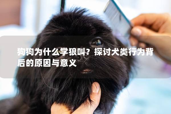 狗狗为什么学狼叫？探讨犬类行为背后的原因与意义