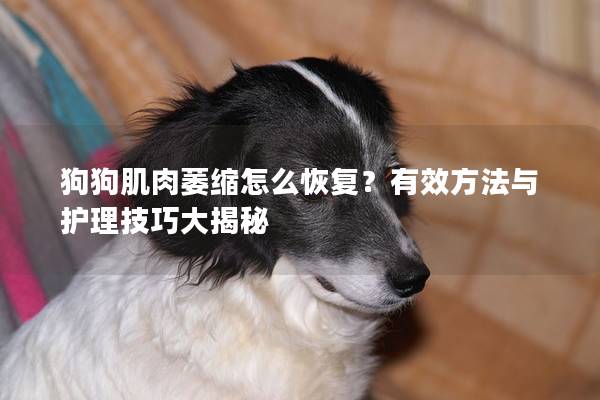 狗狗肌肉萎缩怎么恢复？有效方法与护理技巧大揭秘