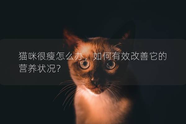 猫咪很瘦怎么办，如何有效改善它的营养状况？