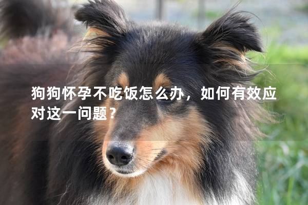 狗狗怀孕不吃饭怎么办，如何有效应对这一问题？