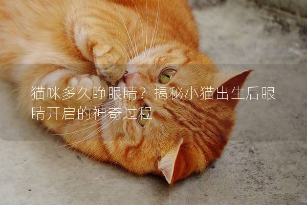 猫咪多久睁眼睛？揭秘小猫出生后眼睛开启的神奇过程