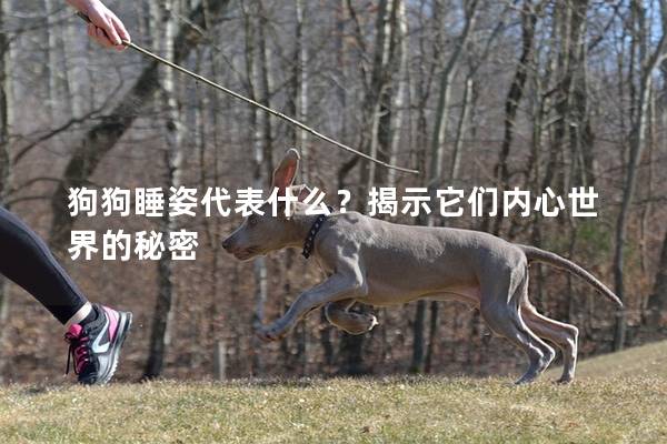 狗狗睡姿代表什么？揭示它们内心世界的秘密