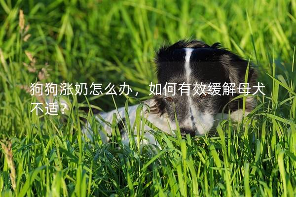 狗狗涨奶怎么办，如何有效缓解母犬不适？