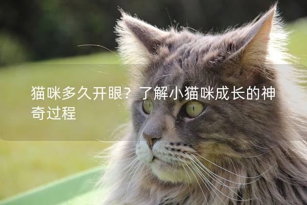 猫咪多久开眼？了解小猫咪成长的神奇过程