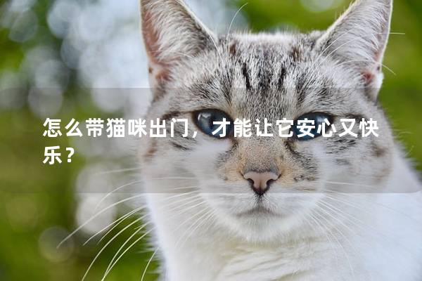 怎么带猫咪出门，才能让它安心又快乐？