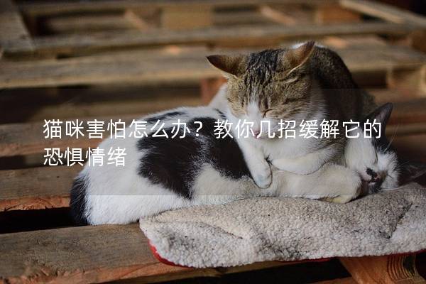 猫咪害怕怎么办？教你几招缓解它的恐惧情绪