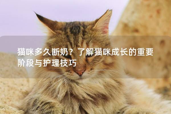 猫咪多久断奶？了解猫咪成长的重要阶段与护理技巧