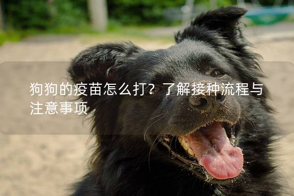 狗狗的疫苗怎么打？了解接种流程与注意事项