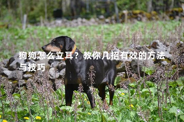狗狗怎么立耳？教你几招有效的方法与技巧