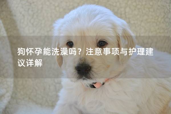 狗怀孕能洗澡吗？注意事项与护理建议详解