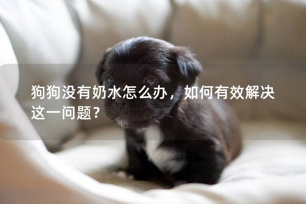 狗狗没有奶水怎么办，如何有效解决这一问题？