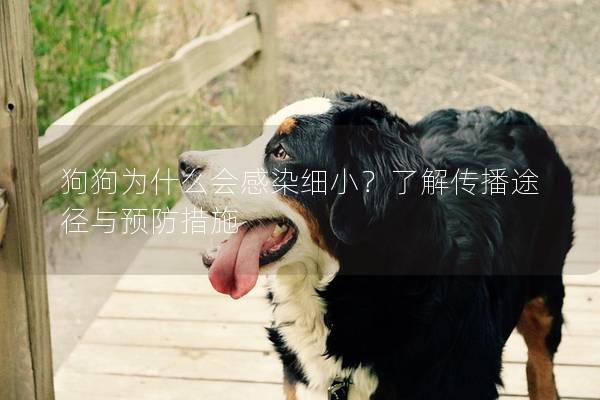 狗狗为什么会感染细小？了解传播途径与预防措施